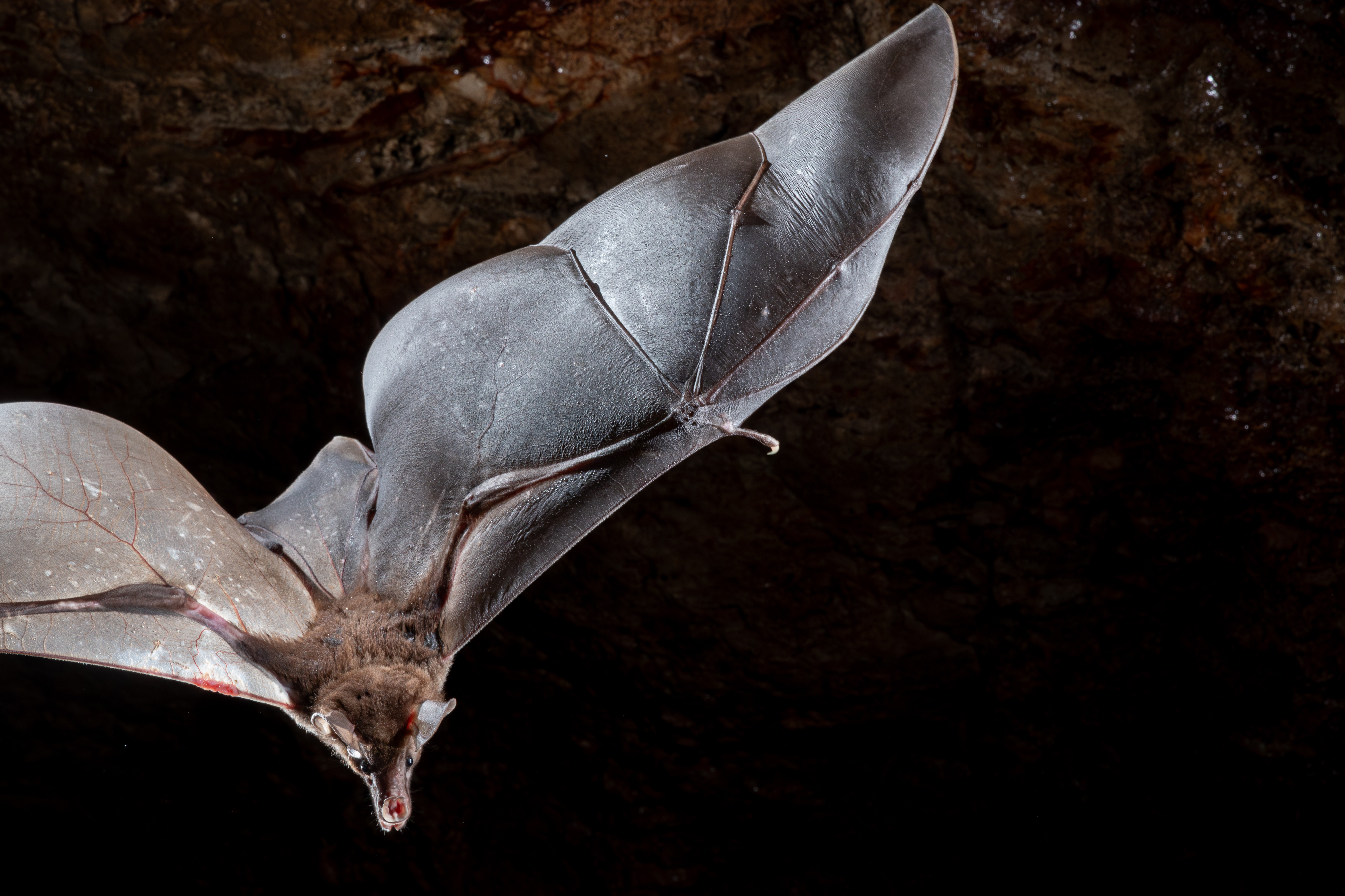 Maior morcego das Américas é registrado por pesquisadores em caverna do Amapá
