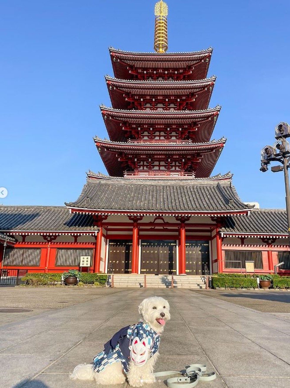 Tofu em viagem ao Japão — Foto: Reprodução/ Instagram