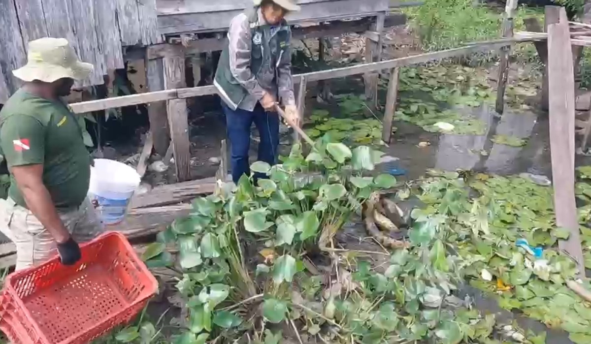 Sucuri é capturada perto de casas em Igarapé-Miri no Pará