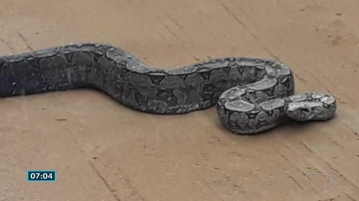 Jiboia é flagrada atravessando estrada no litoral de São Mateus, ES