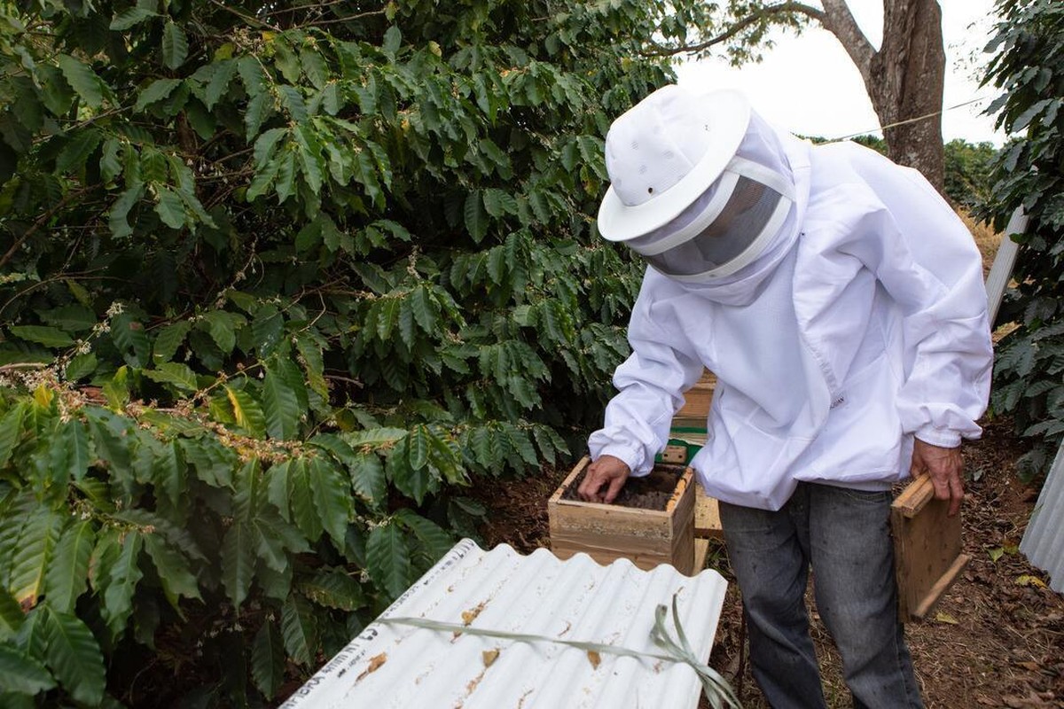 O que significa beekeeping age? - Pergunta sobre a Inglês (EUA