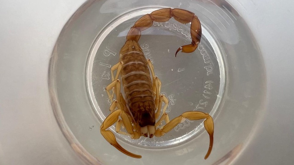 Escorpião — Foto: Filipe Zampoli/TV TEM