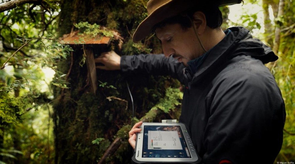 Barichivich mede pequenos pulsos na árvore, que mostram como a água se move e revelam a saúde da planta. Pesquisador critica projeto de rodovia — Foto: Miguel Soffia