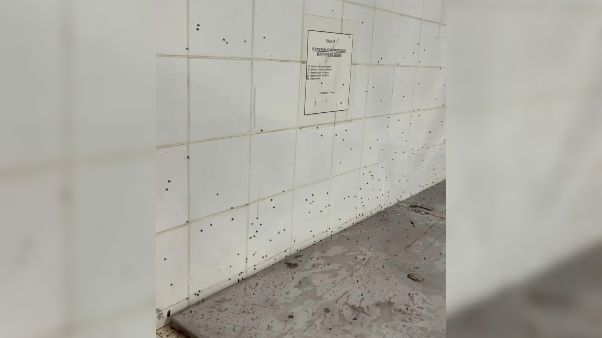 Laboratório de anatomia animal de universidade federal é interditado ao ser considerado ‘impróprio’ em MG