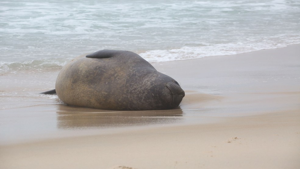 Elefante-marinho deitado nas areias da Praia de São Conrado — Foto: Dilson Silva/ AgNews