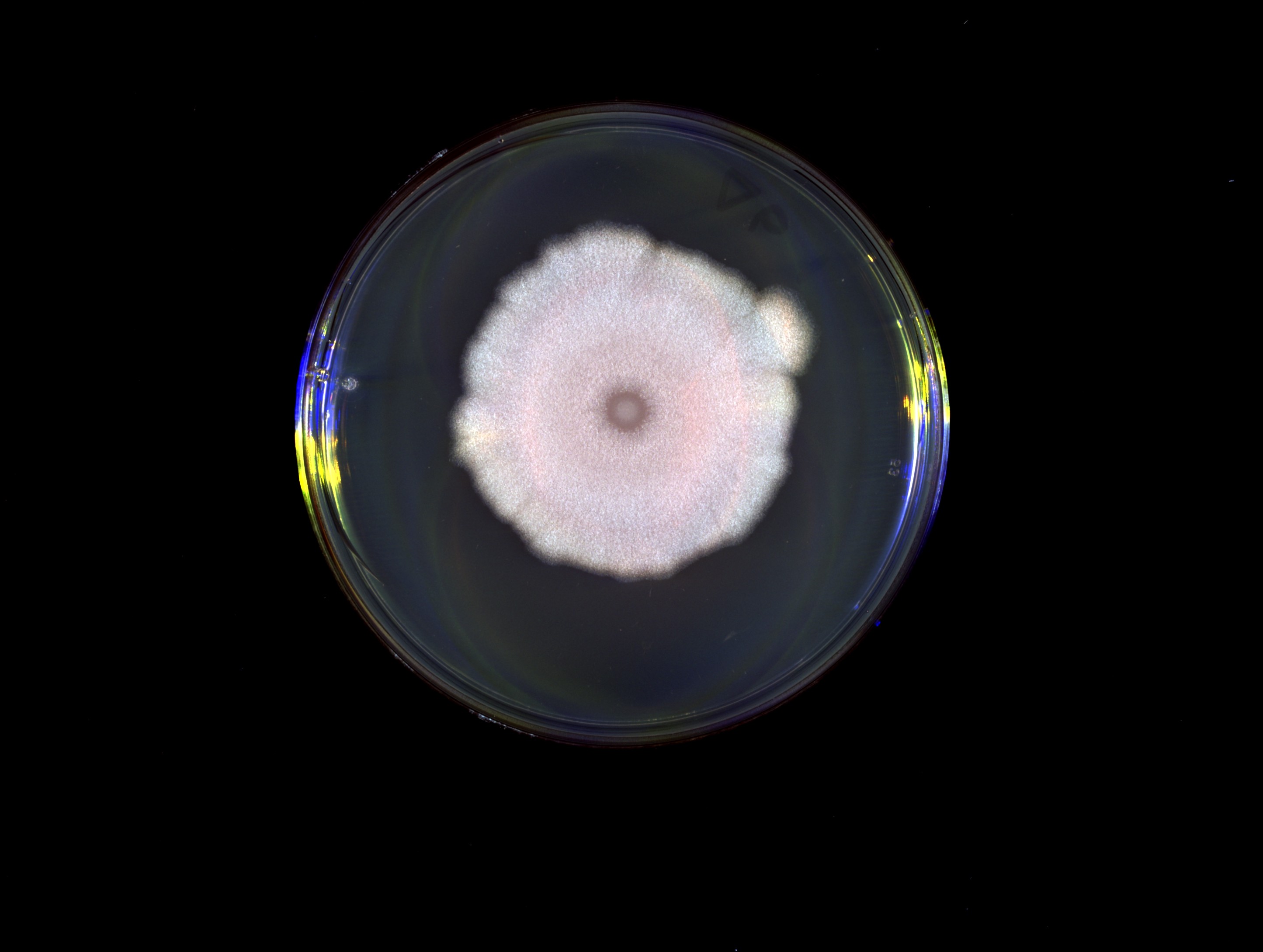 
Vírus 'espionam' sinais uns dos outros e podem ser enganados por rivais, mostra estudo