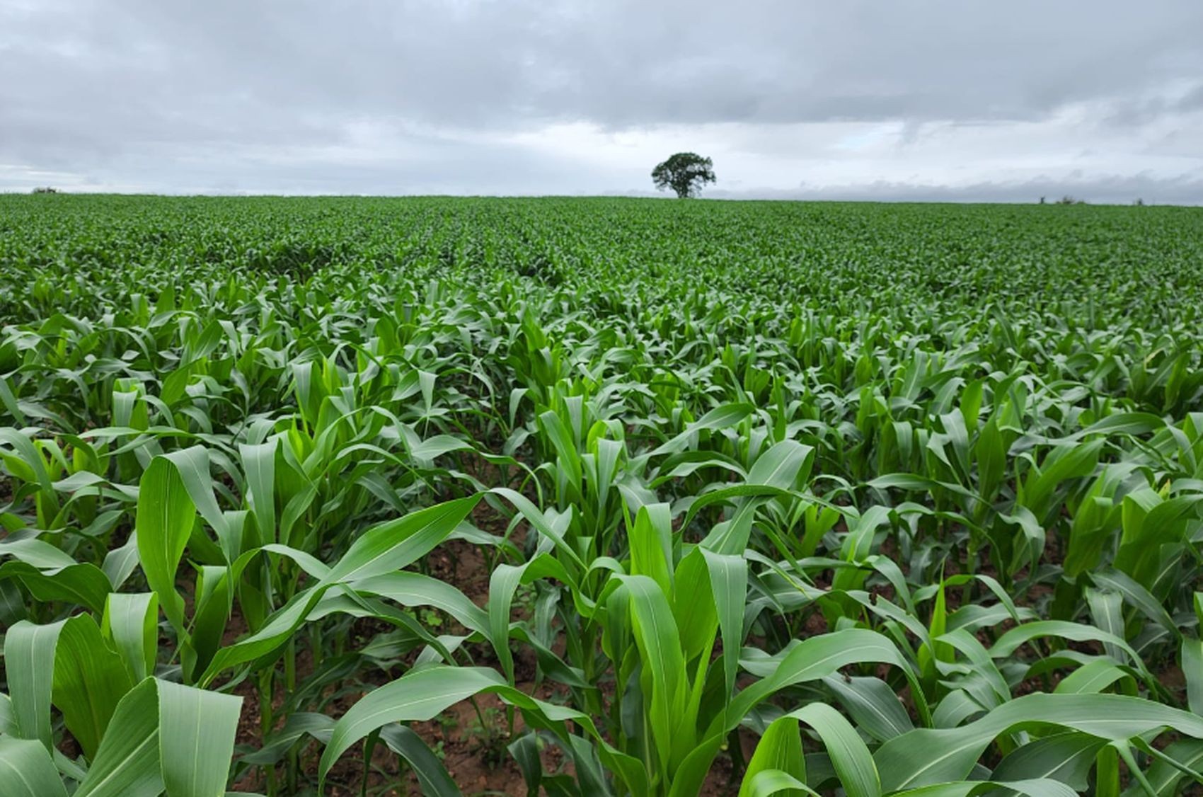 Seguro Garantia Safra começa a ser pago a partir desta terça-feira em Sergipe