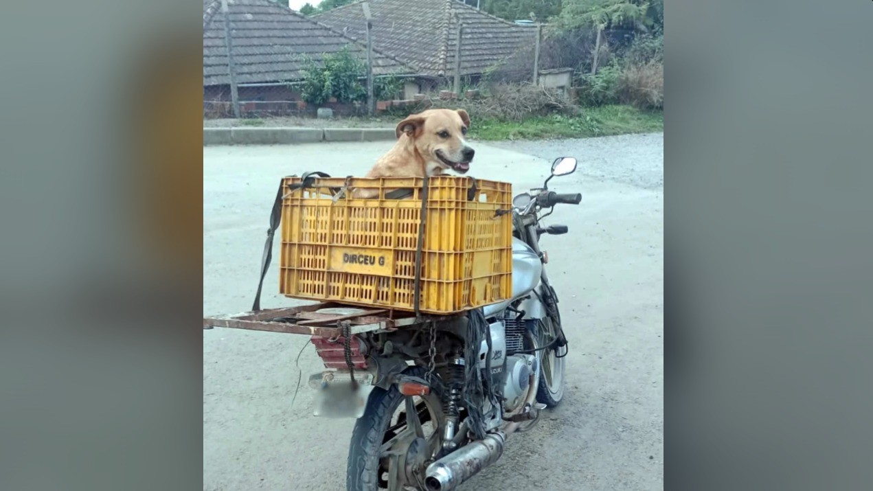 Cão 'caramelo' é flagrado em caixa de feira na garupa de moto levada por condutor sem CNH em SC