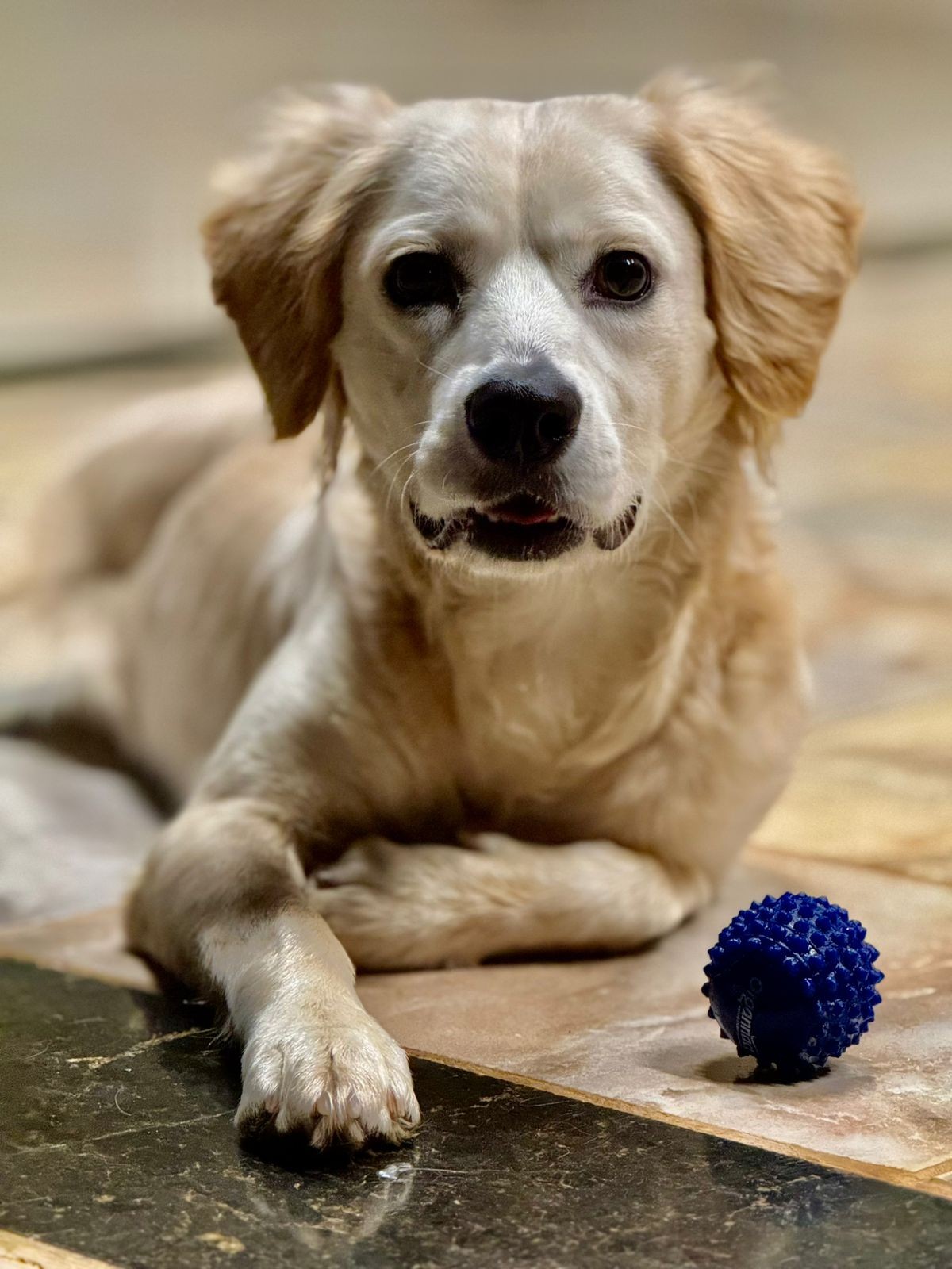 Cidade de SP registra aumento de castrações de pets; confira como conseguir o serviço de forma gratuita em todo o estado