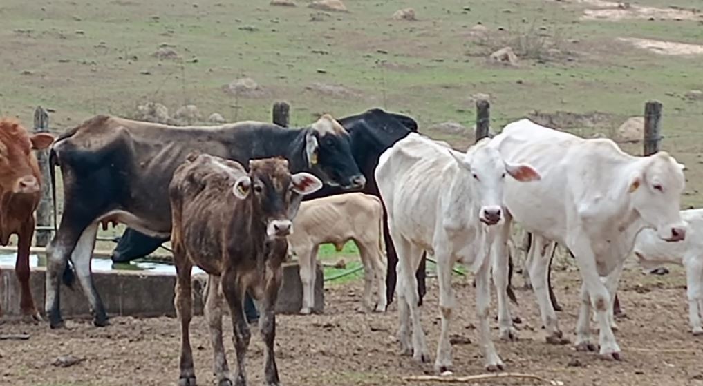 PM encontra fazenda com 50 bois em situação de maus-tratos e multa proprietário em R$ 156 mil