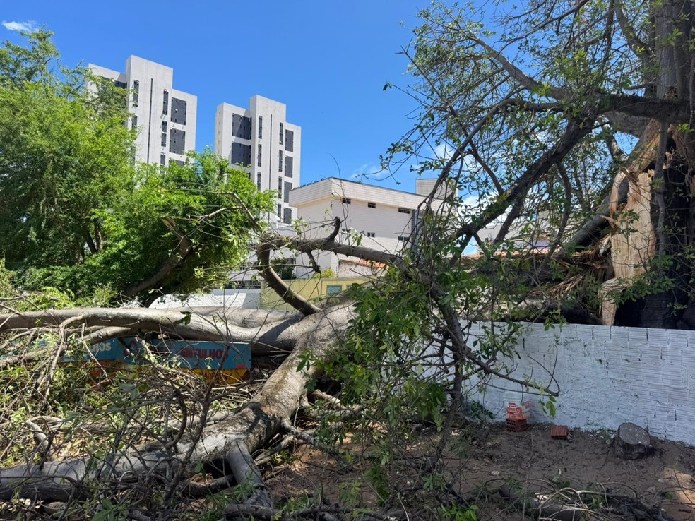 Parte do baobá caiu em Natal no fim de semana — Foto: Sérgio Henrique Santos/Inter TV Cabugi