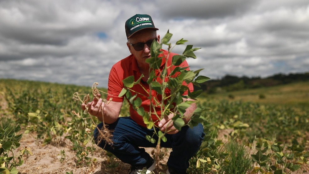 Produtor mostra planta prejudicada pela estiagem em São Luiz Gonzaga — Foto: Reprodução/RBS TV