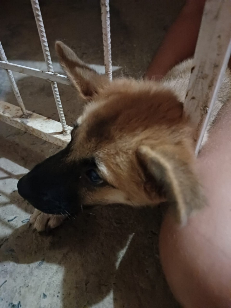 Cachorro fica preso entre grades de portão e é salvo pelo Corpo de Bombeiros 