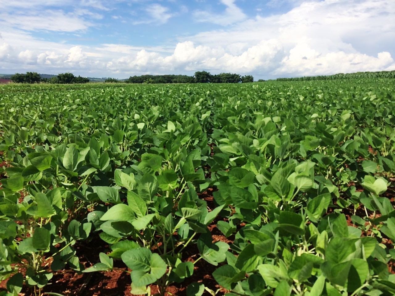 Agro resiliente: faturamento com exportações brasileiras cresce mesmo com taxação dos EUA, aponta centro de pesquisa da USP