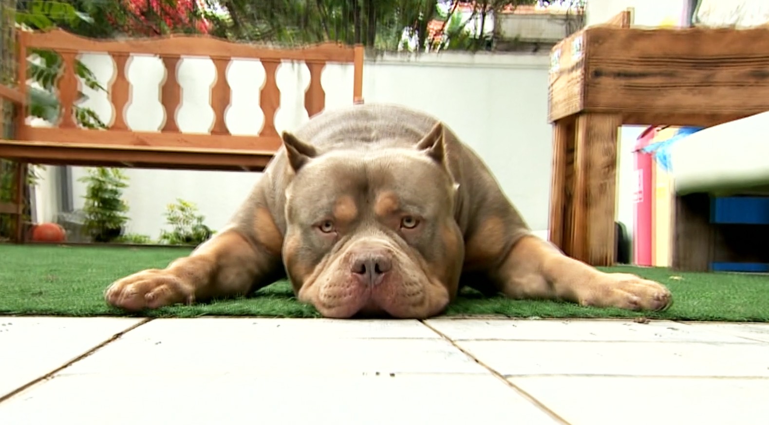 O pitbull é mesmo tão perigoso? Entenda como criação influencia no comportamento