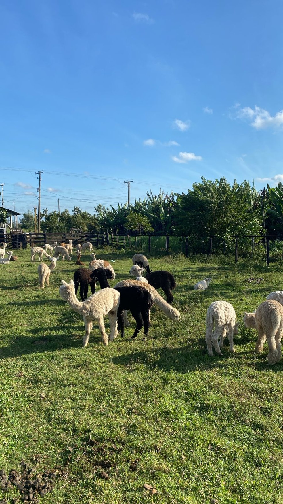 Lhamas foram levadas para um abrigo provis&oacute;rio na Estrada de Porto Acre nessa quinta-feira (21) &mdash; Foto: J&uacute;nior Andrade/Rede Amaz&ocirc;nica
