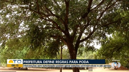 Prefeitura publica regras para poda e retirada de árvores em Palmas