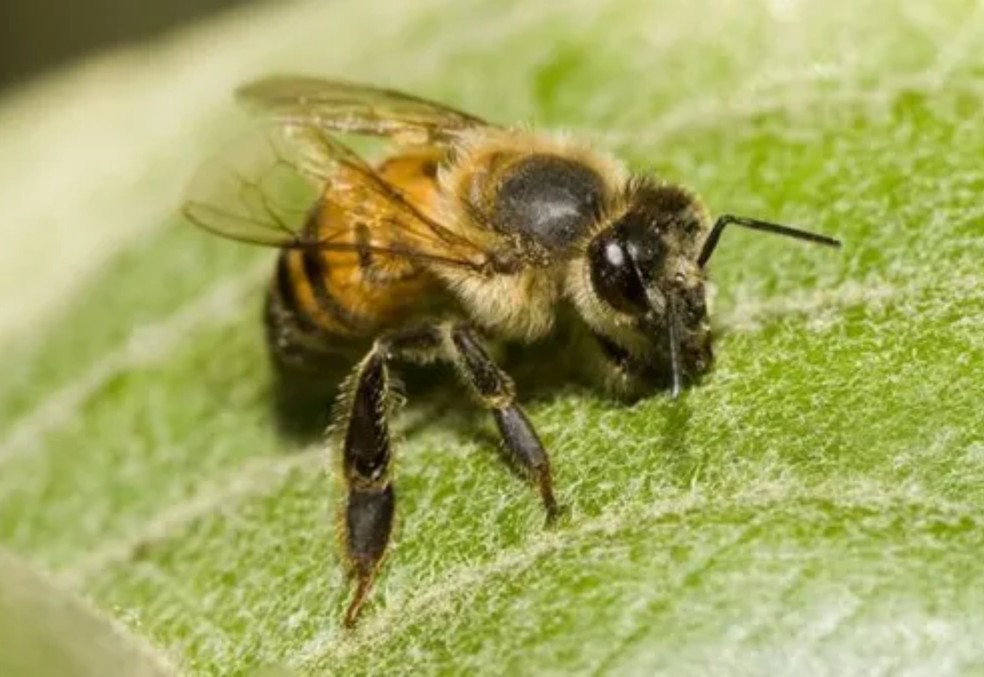 As abelhas africanizadas foram criadas a partir do cruzamento entre as abelhas africanas e europeias — Foto: Getty Images