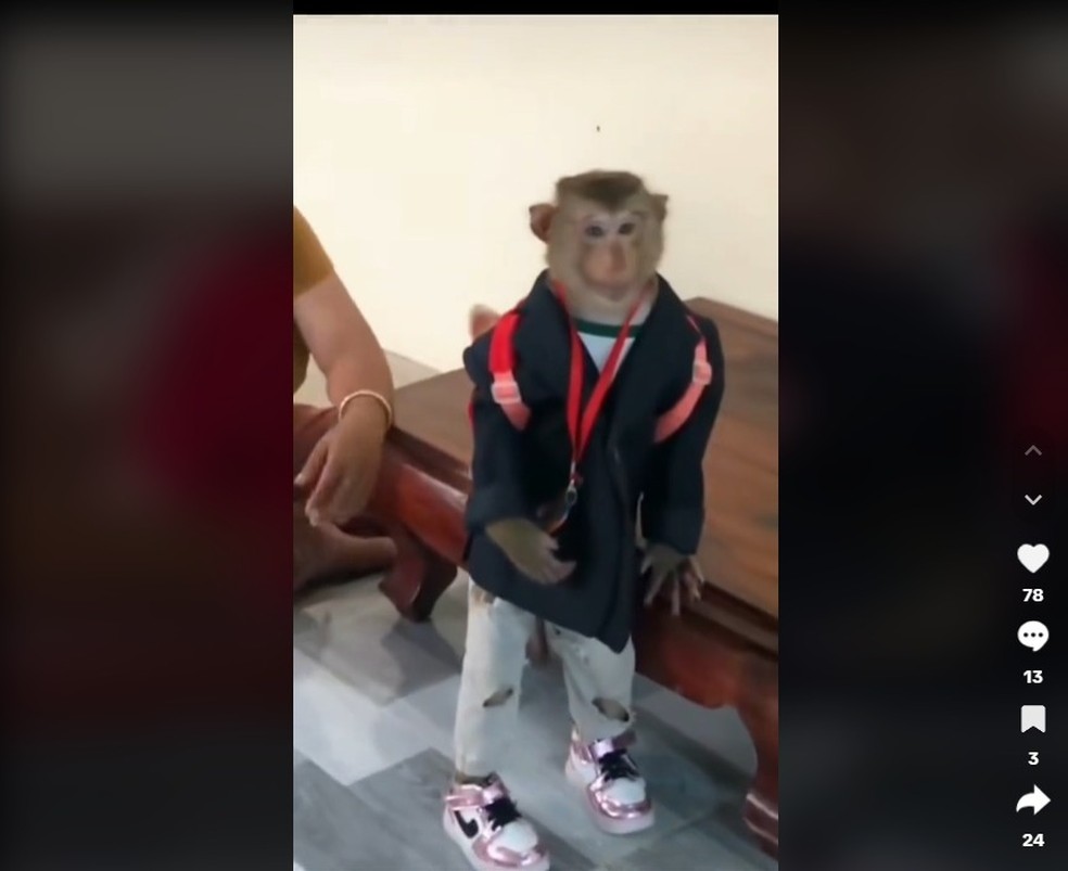 Macaco é vestido e obrigado a caminhar com mochila em vídeos nas redes — Foto: Reprodução/Redes Sociais