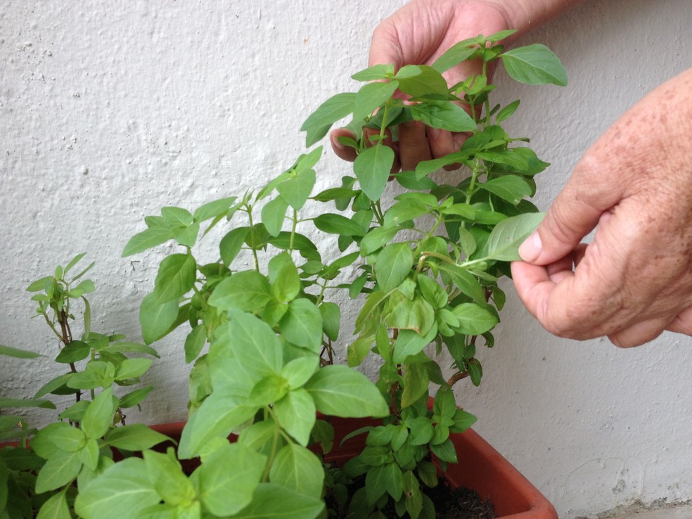 Manjericão pode atuar como repelente de mosquitos — Foto: Emily Costa/g1