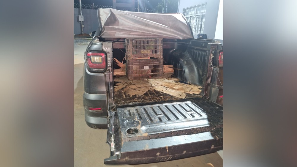 Arara e papagaio sem água e comida são resgatados em caixas cobertas por capota marítima em MG