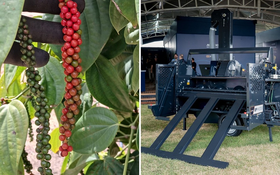 Máquina lançada na Agrishow mecaniza colheita de pimenta-do-reino e pode reduzir custos com mão de obra. — Foto: Divulgação/MIAC