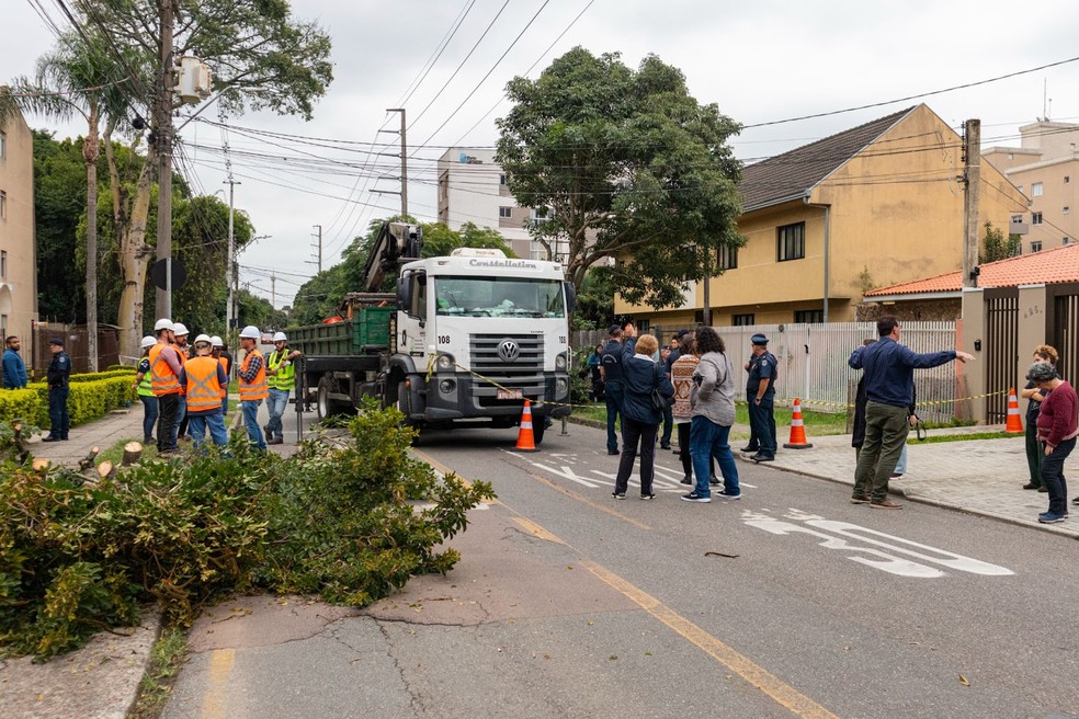 Derrubada de árvores na região da Avenida Presidente Arthur da Silva Bernardes, em abril de 2025 — Foto: Giovani Sella