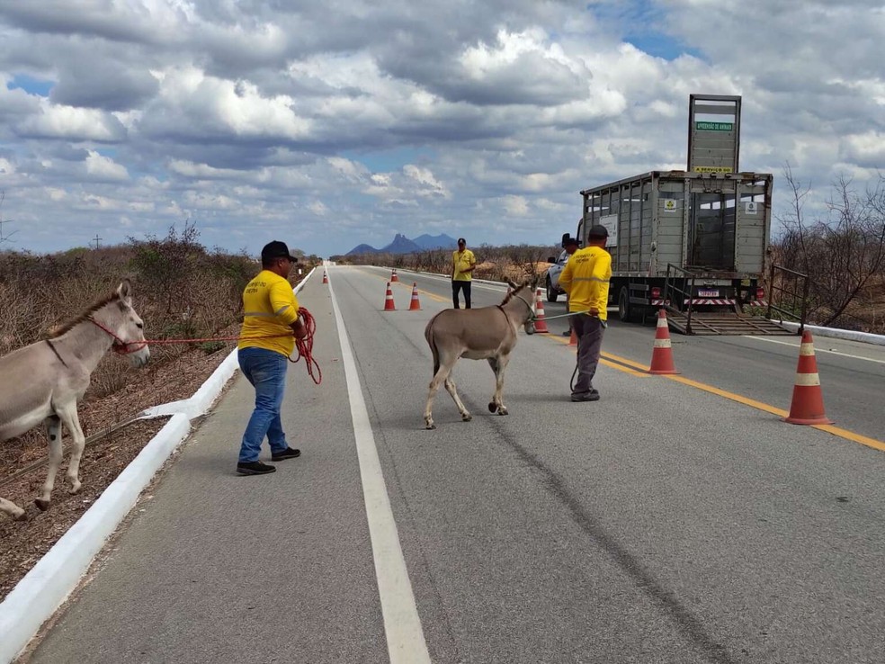 Detran-CE é responsável pelo recolhimento de animais em rodovias estaduais. — Foto: Divulgação/Detran-CE
