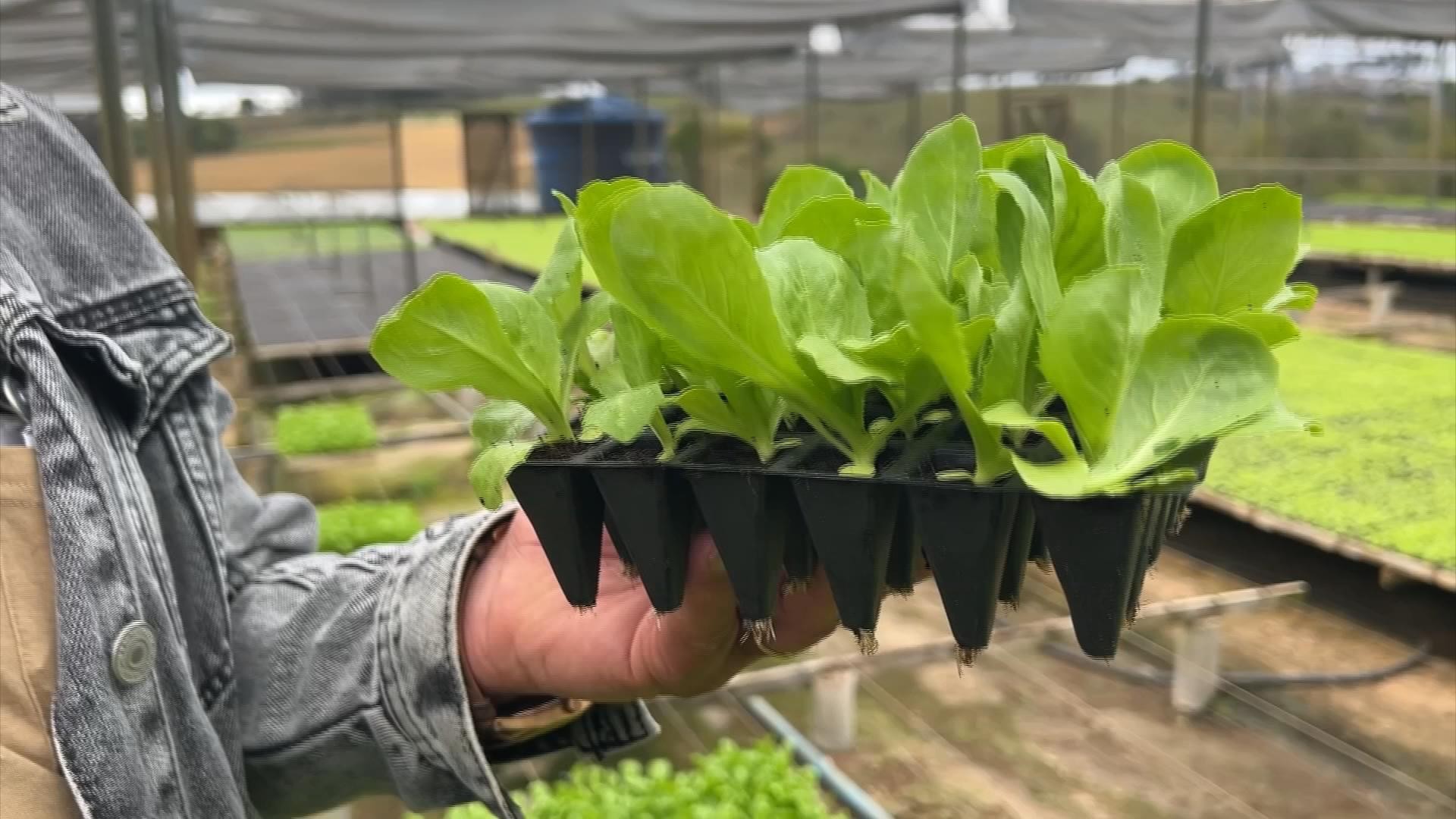 Qualidade das mudas é fundamental no cultivo de hortaliças