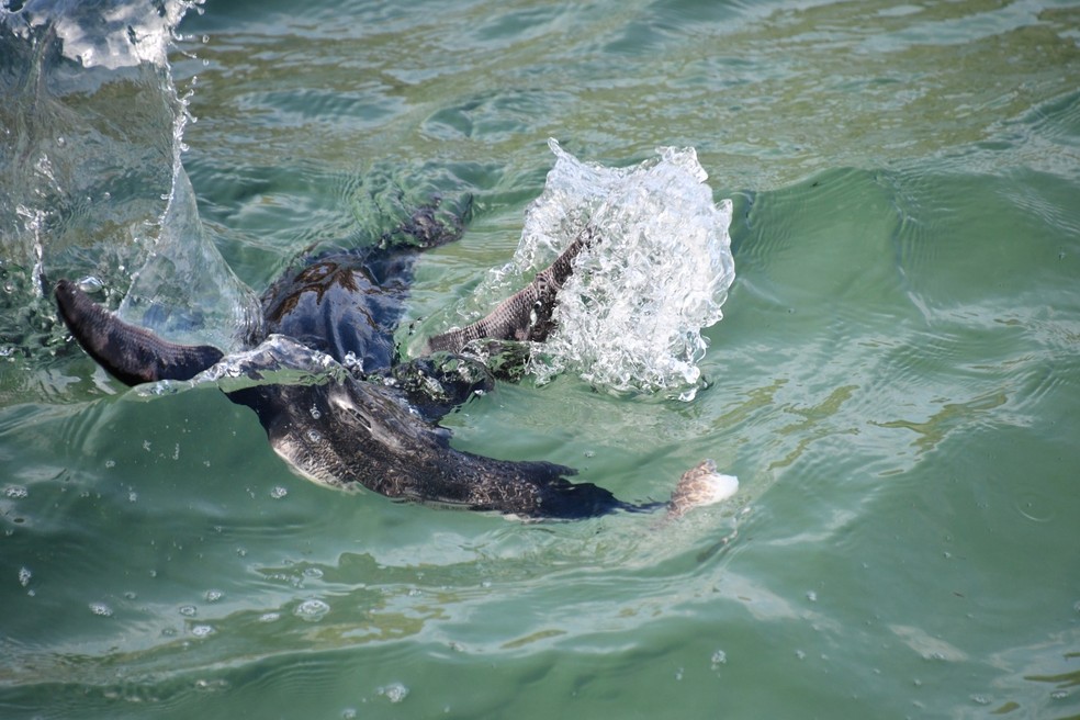 Pinguim na orla do Rio — Foto: André Cecília/Instituto Mar Urbano