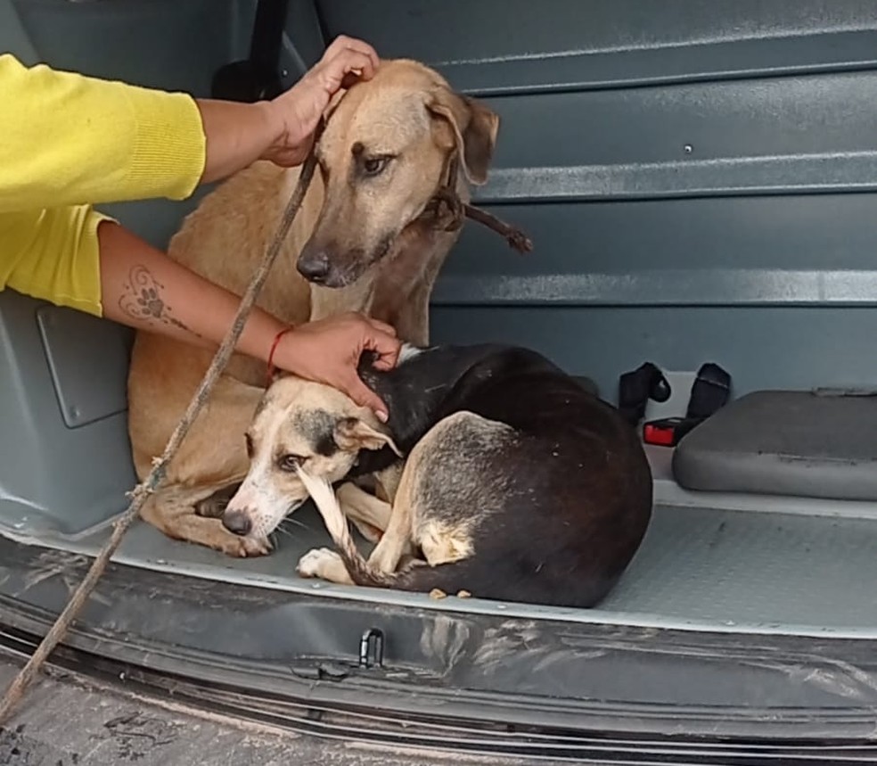 Animais resgatados foram levados para ONG's parceiras. — Foto: Divulgação