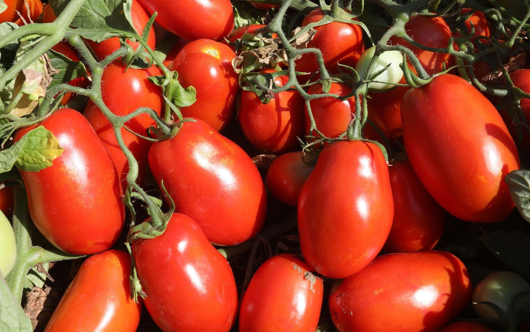 Cidade de Goiás com cerca de 20 mil habitantes se torna a maior produtora de tomate do Brasil, diz IBGE