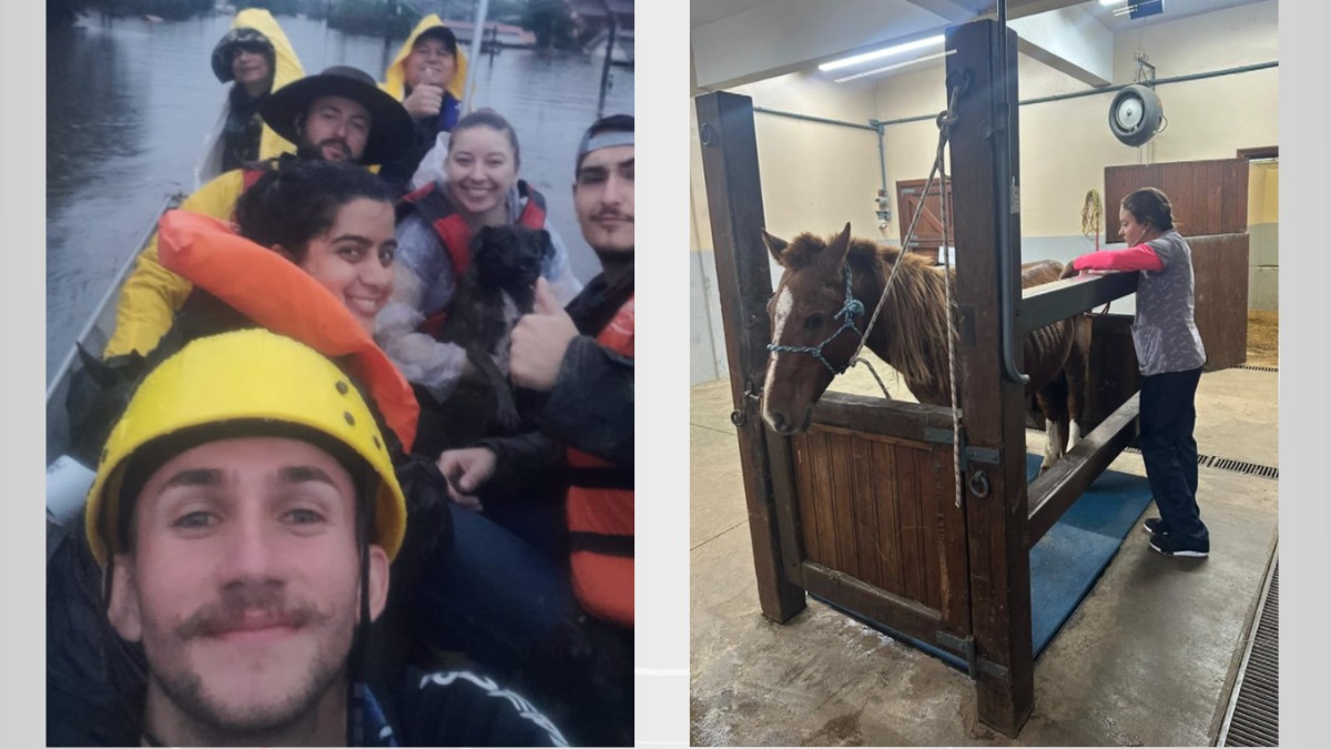 Voluntários do Paraná ajudam na recuperação do cavalo Caramelo e outros animais nas enchentes do Rio Grande do Sul