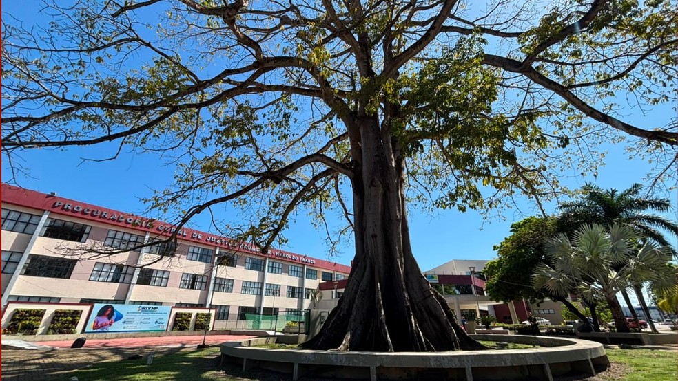 Samaúma de mais de 80 anos, símbolo do MP-AP — Foto: Mariana Ferreira/g1
