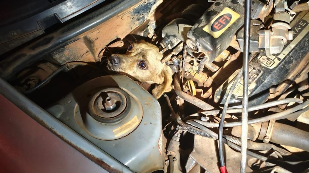 Cachorro fica preso em motor de carro e é salvo pelos bombeiros em Araguari