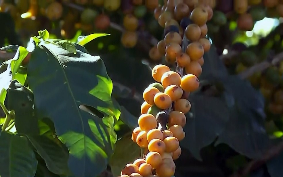 Colheita de café avança no Sul de Minas com expectativa de safra recorde em 2026 — Foto: EPTV/Reprodução