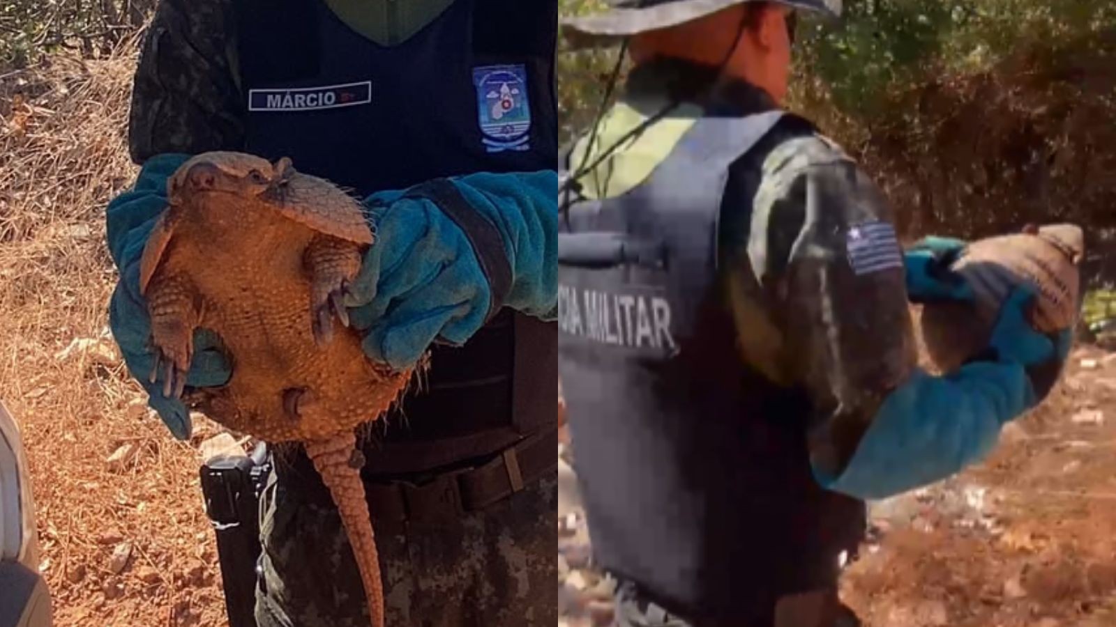 Tatu é encontrado dentro de casa e resgatado no litoral do PI