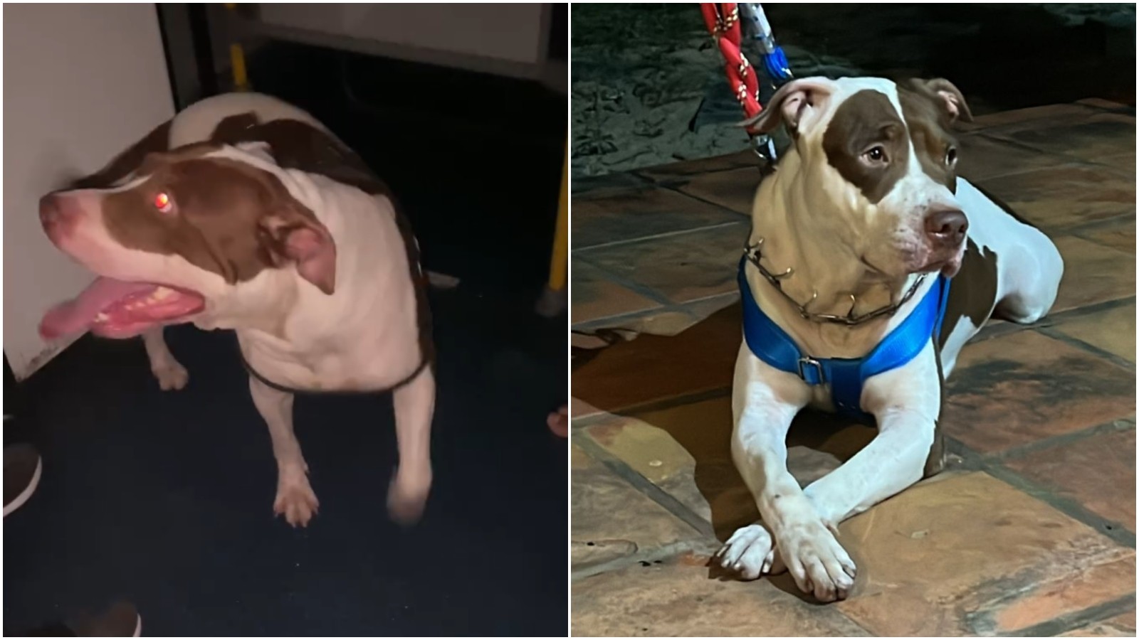 Cão pitbull se aventura em ônibus, se perde de casa e vive saga até ser devolvido aos tutores