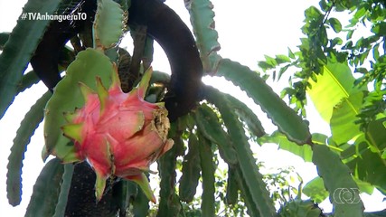 Produtor cultiva espécies de pitaia em Palmas