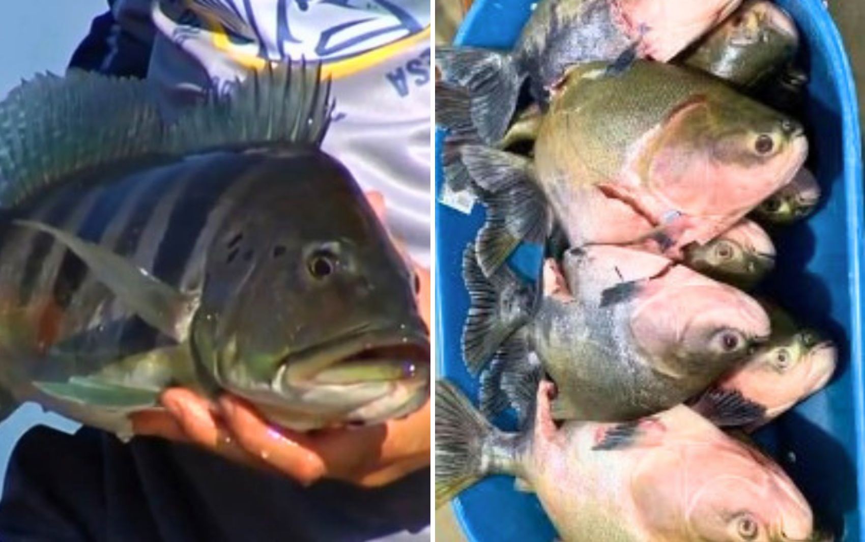 Veja quais peixes exóticos foram liberados para serem levados para casa após mudança de regra de pesca em Goiás  