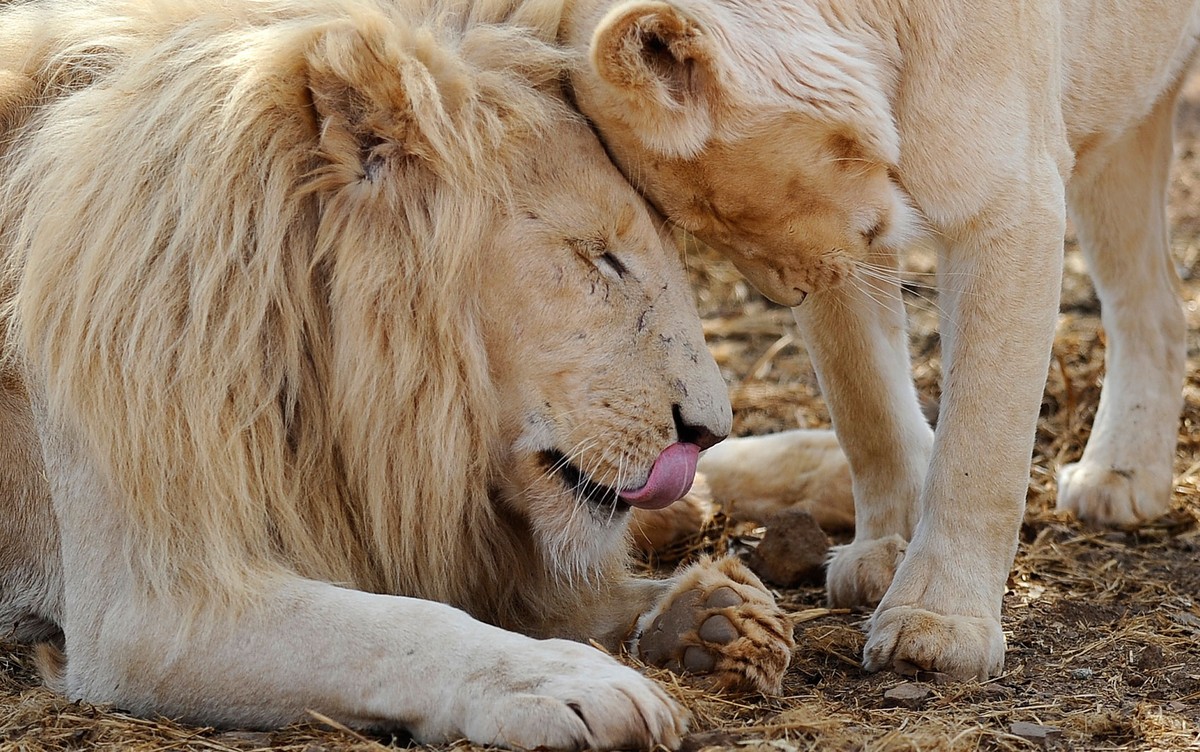 Как переводится лев. Африканский Лев. Африканский Лев для потенции. Endangered Lions. Panthera Leo melanochaita.