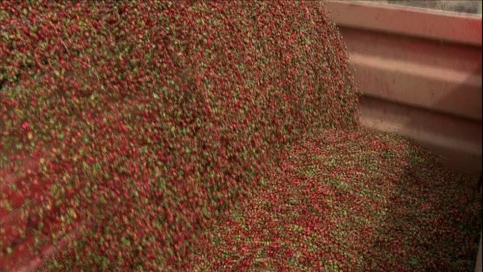 Café conilon — Foto: Reprodução/TV Globo
