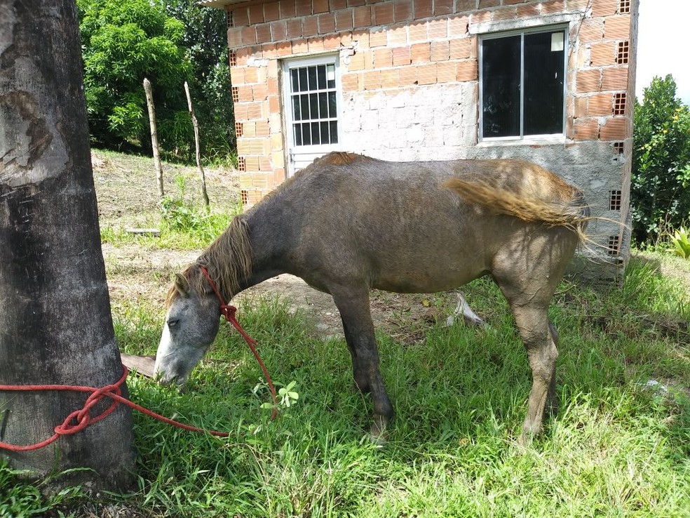 eexistia um dono de cavalo que caiu no poco ele tentou｜Pesquisa