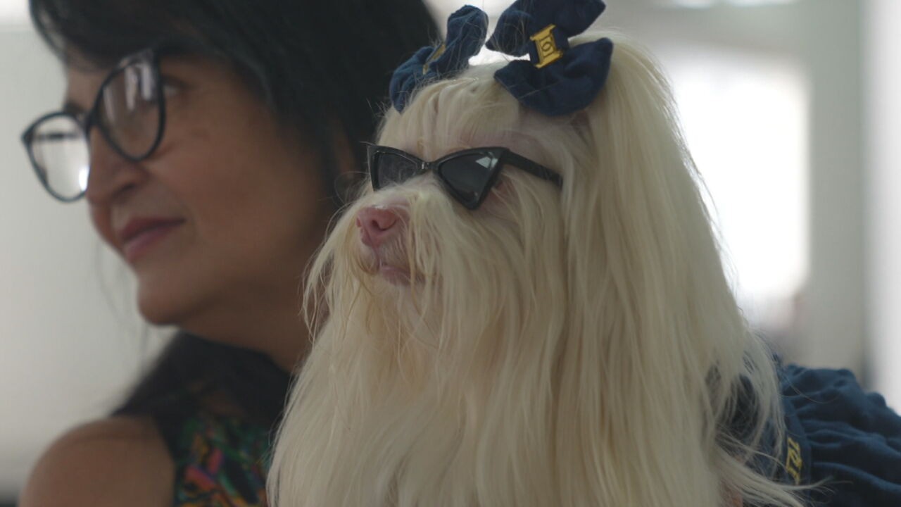 Atriz de quatro patas: conheça a cachorrinha que faz sucesso como Maria Antonieta na novela 'Quem Ama Cuida'