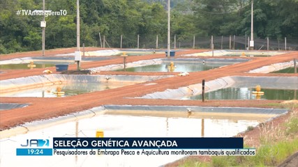 Pesquisadores da Embrapa Pesca e Aquicultura monitoram tambaquis qualificados