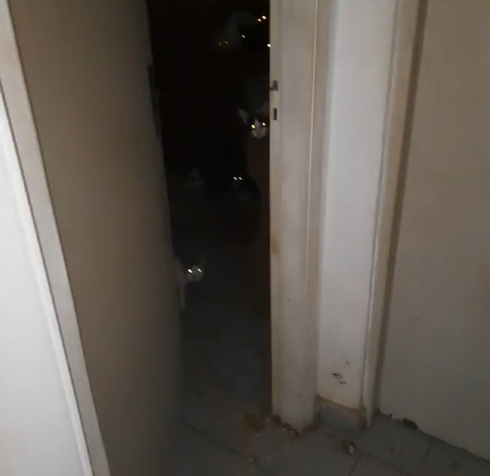 Animais foram encontrados sozinhos em casa no bairro Castelo Branco, em Indaiatuba (SP) — Foto: Arquivo pessoal