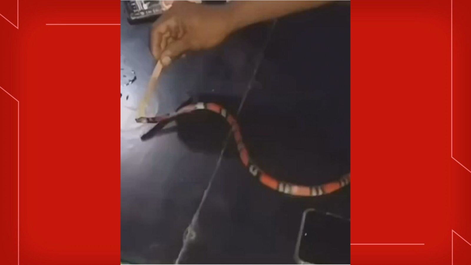 Polícia do DF investiga suspeitos de torturar cobra e publicar nas redes sociais; veja VÍDEO