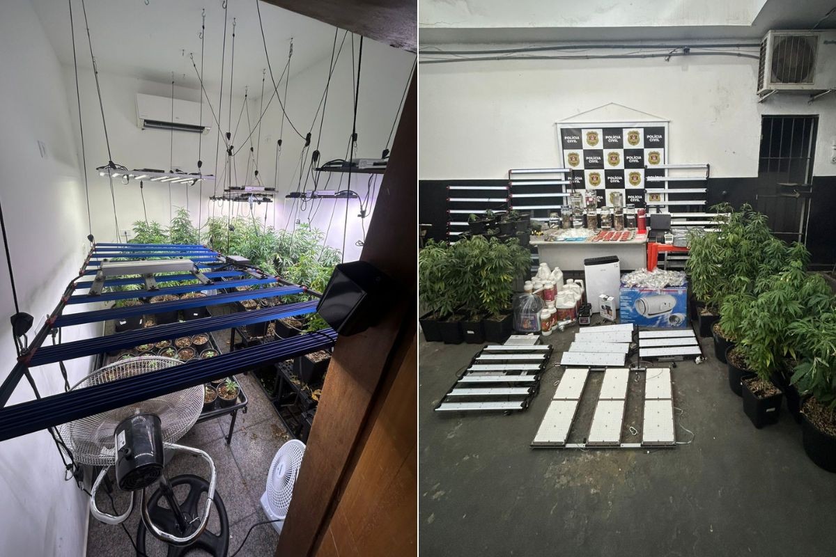 Preso com plantação de maconha é solto após alegar uso medicinal para tratar avó com Alzheimer