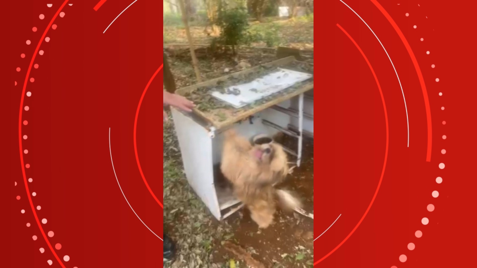 Cachorro furtado há três meses no Paraná é resgatado e devolvido ao tutor