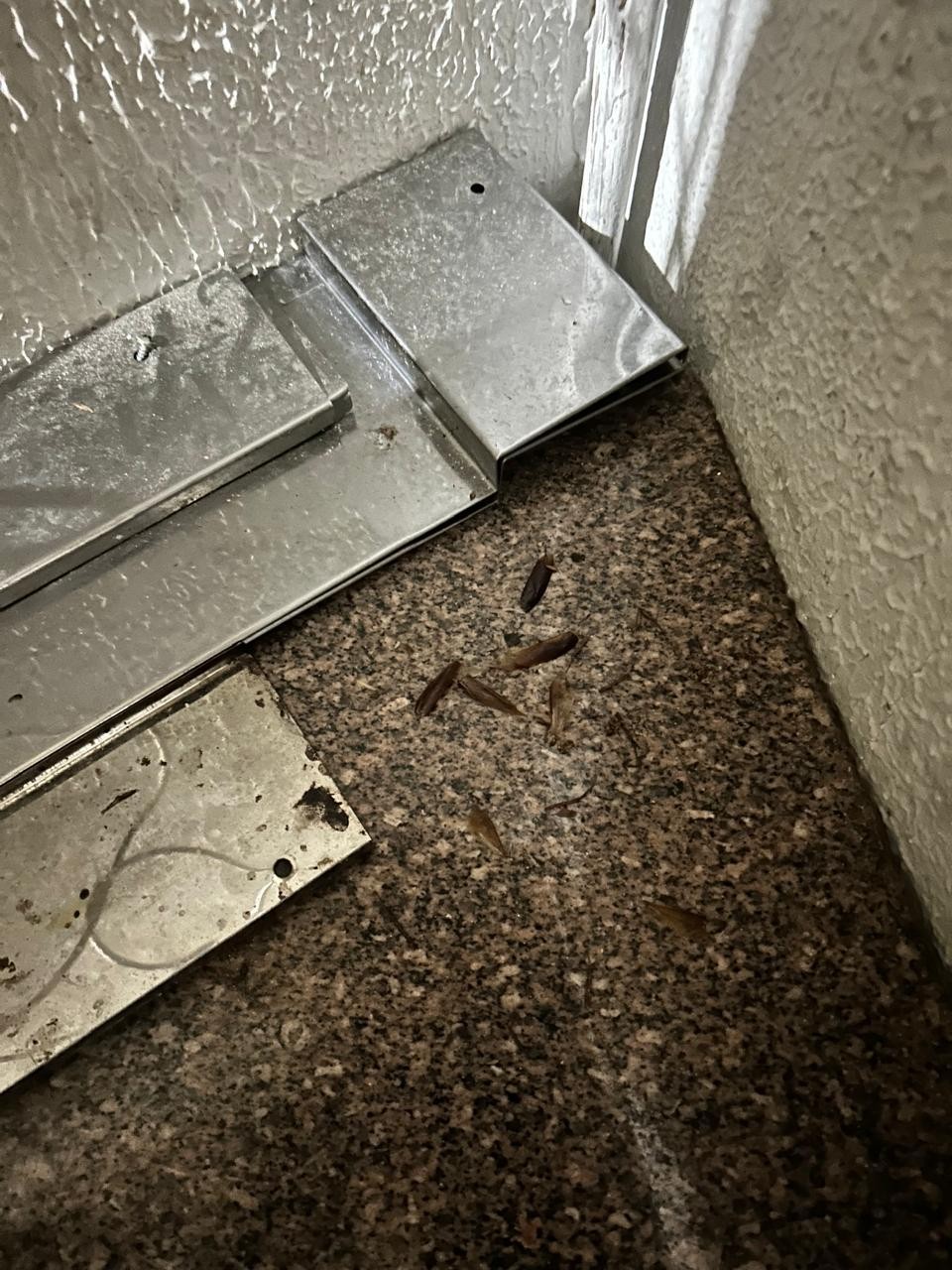 Vigilância Sanitária interdita pizzaria no centro de Petrolina por condições de higiene inadequadas